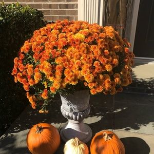 CONVERSATION ROOM... HAPPY FALL 👻🕸🎃